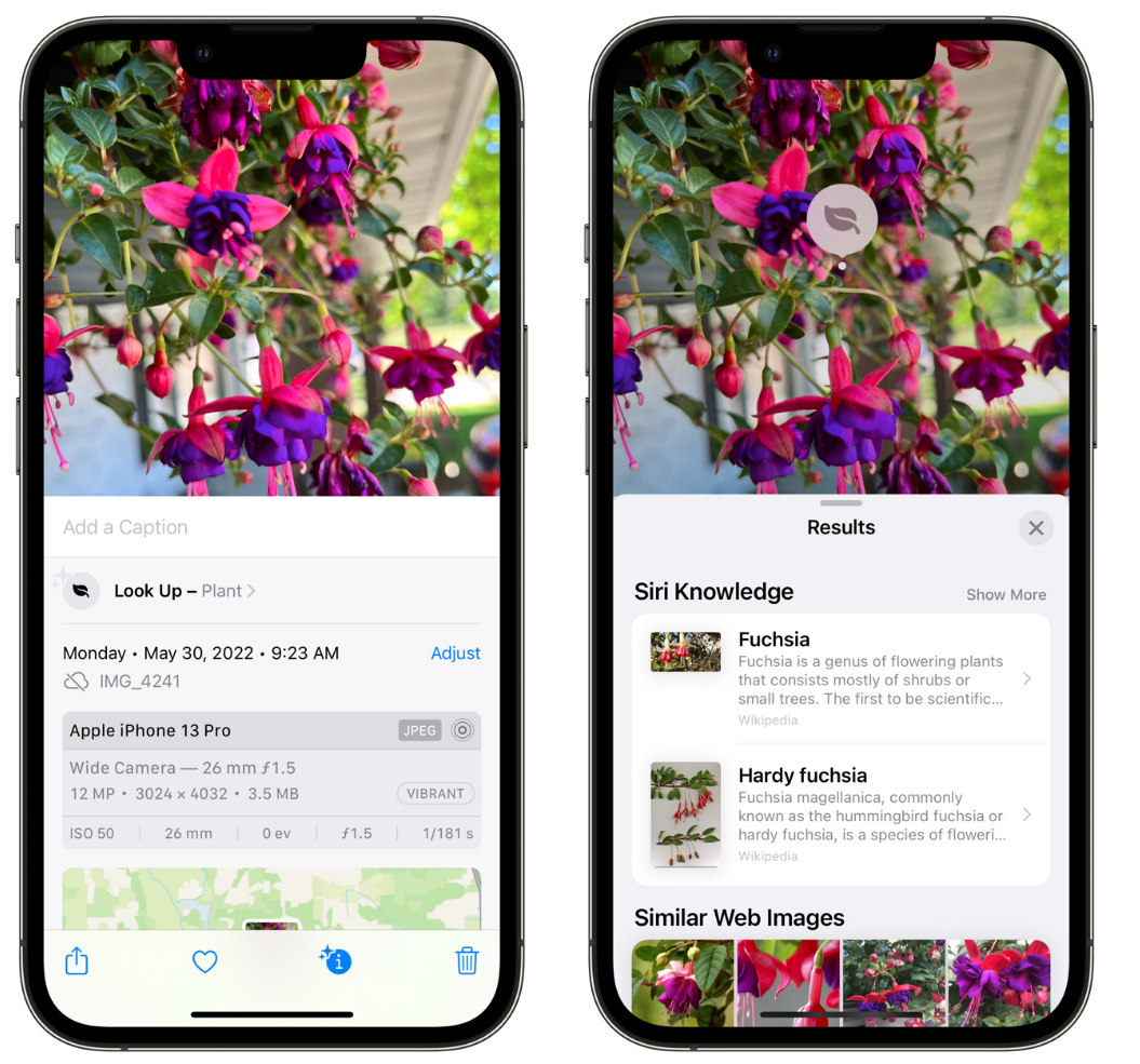 宁德苹果手机维修分享小技巧：使用 iPhone 相机识别花卉植物 